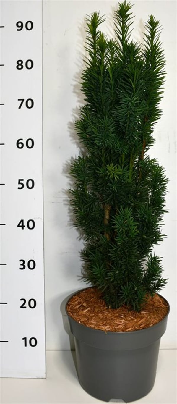 Idegran – Taxus baccata 'Fastigiata Robusta' - C7.5 50-60 cm.